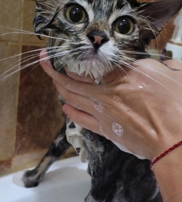 怎么给没洗过澡的猫咪洗澡