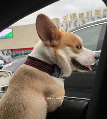 为什么狗狗喜欢坐车