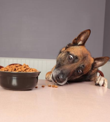 狗狗吐可以吃什么食物好