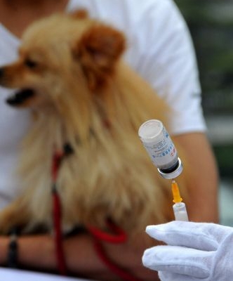 狗狗3针疫苗是怎么打的