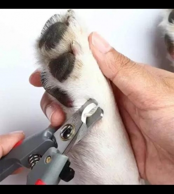 小狗怎么剪指甲