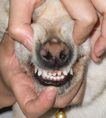 狗狗牙齿太尖了怎么办
