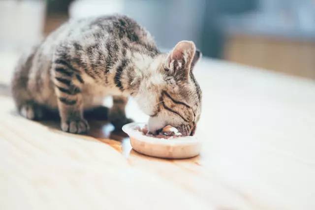 小猫被狠狠打不吃东西