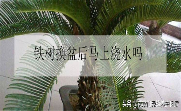 移栽植物的注意事项