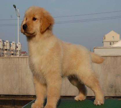 金毛幼犬吃东西快