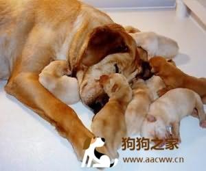 狗怀孕前不能吃什么东西了怎么办