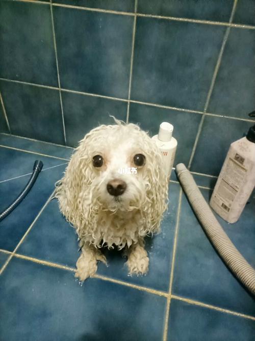 比熊犬洗澡用的东西
