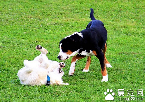 幼犬出门要训练什么