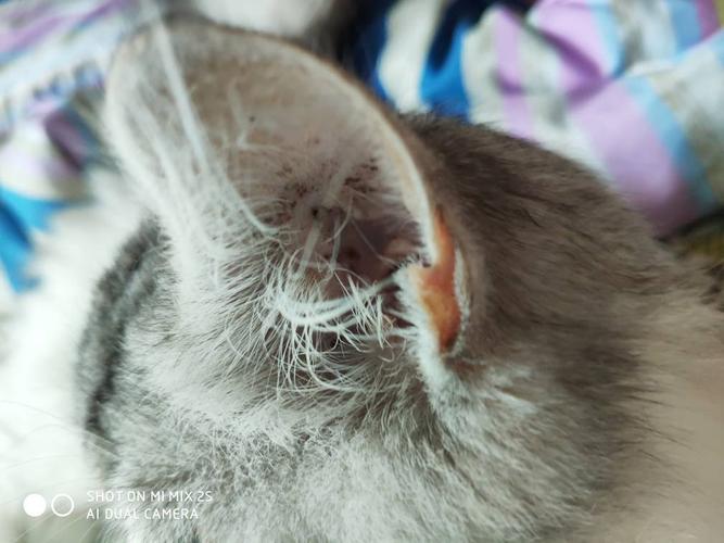 猫咪耳朵里长满了东西怎么办