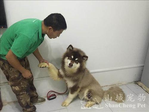 训练阿拉斯加雪橇犬技巧