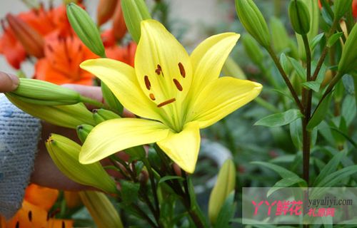 白合花适合如何栽培