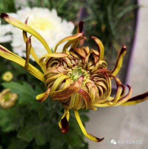 菊花栽培时常见的虫害