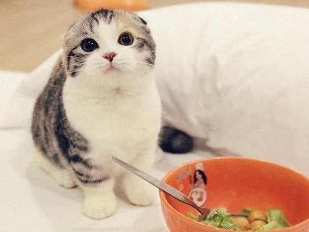 猫瞎吃东西怎么办