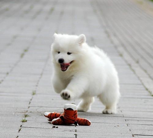 萨摩幼犬咬东西怎么办