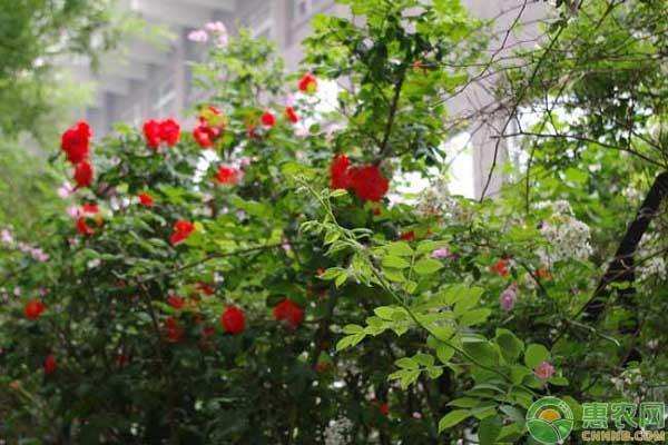 蔷薇花栽培技巧pdf庭院蔷薇花栽培技巧