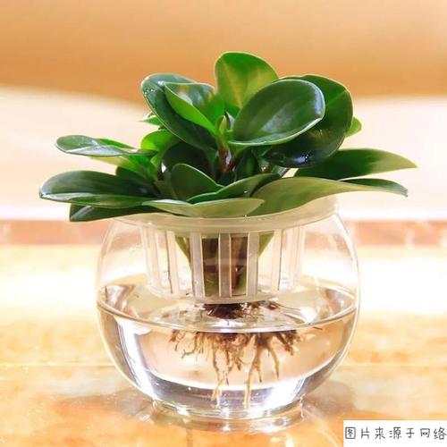 各类家庭植物栽培方法
