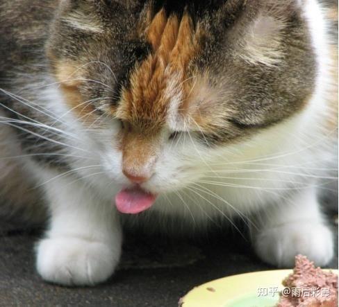 猫咪胰腺炎后不吃东西如何治疗