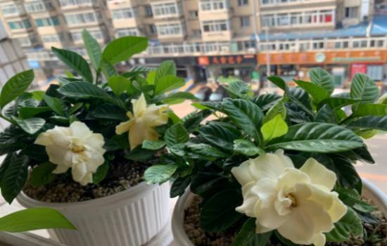 栀子花的水繁殖方法