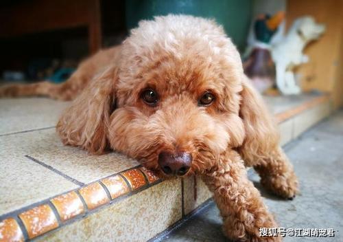 泰迪狗吃下硬东西怎么办