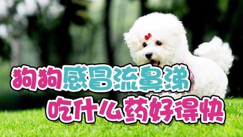 幼犬感冒了 吃东西就吐
