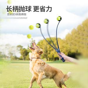 训练狗捡球