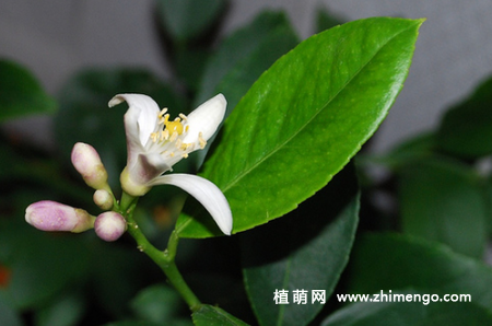 柠檬花养殖方法