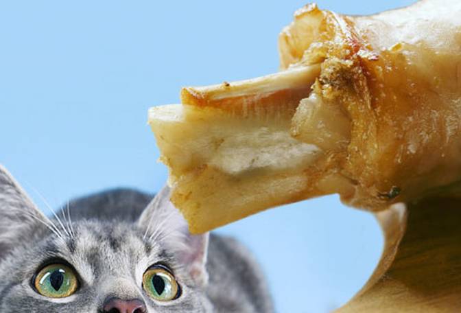猫咪只吃拿手上的东西怎么办