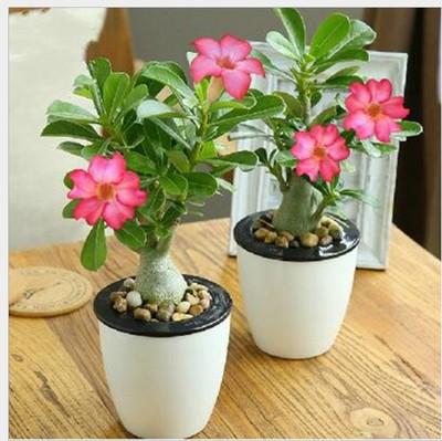 盆栽花卉栽培技术