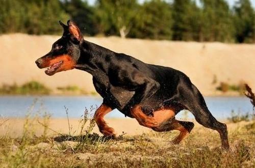 杜宾犬训练跟随