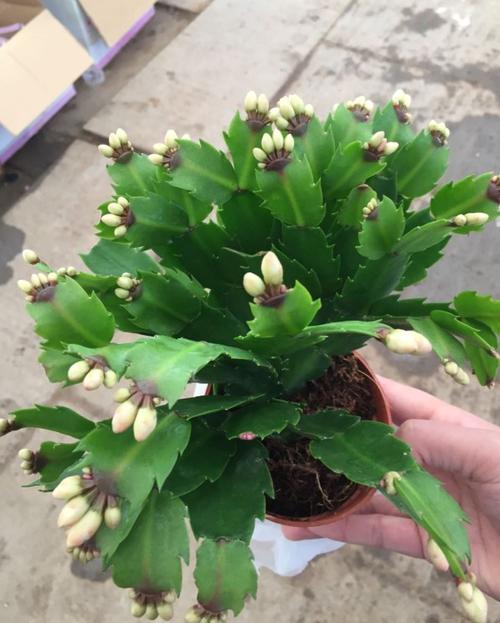 白色水管子栽培蟹爪兰