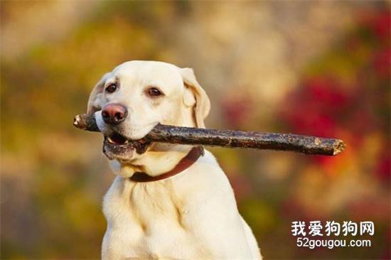 怎么纠正狗狗捡东西吃