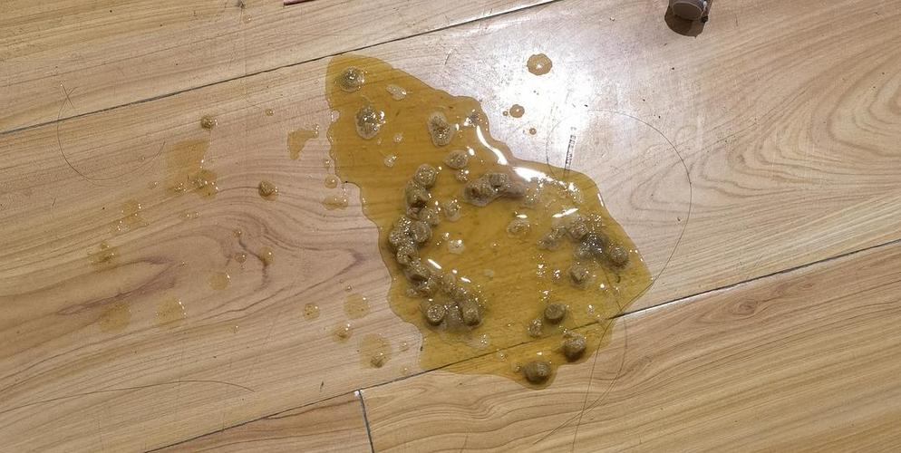 小猫吐了给它吃什么东西