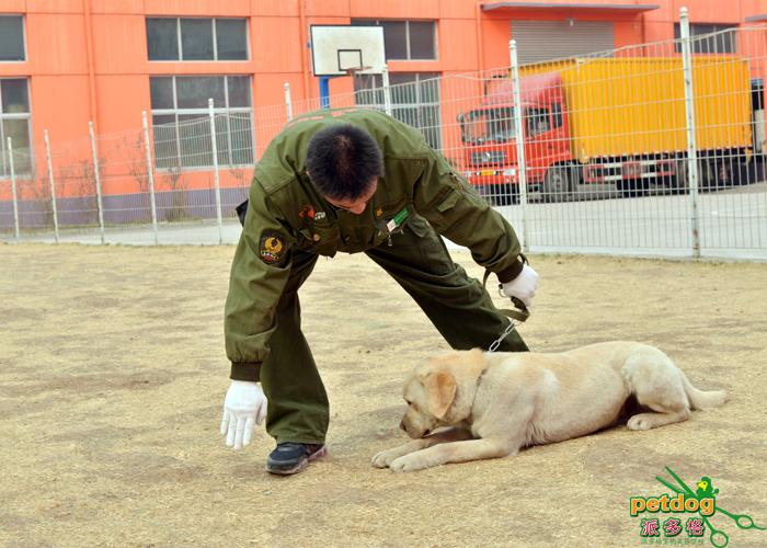 犬只训练全科目