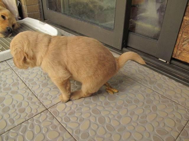 小狗金毛犬如何训练大小便