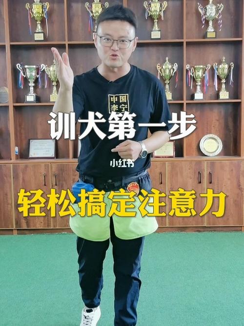 怎么训练犬的专注力