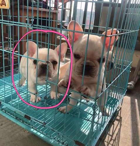 法斗生产要准备什么东西
