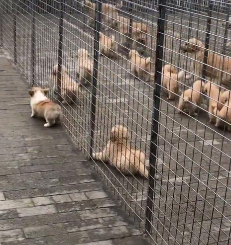 笼子训练狗狗出门拉屎