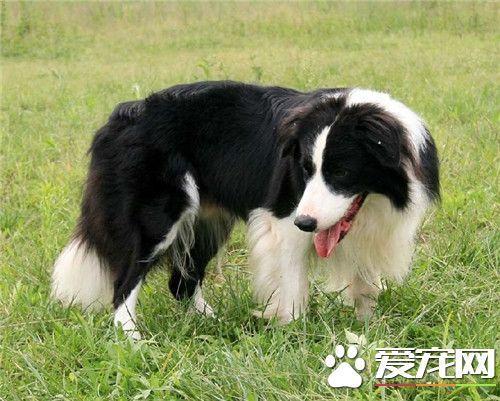 边牧训练方法及口令