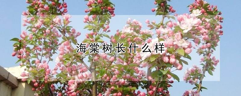 海棠树养殖方法