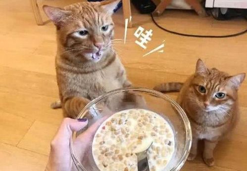 猫不爱动不吃东西