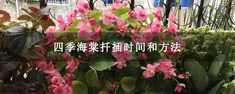 四季海棠的栽培技术