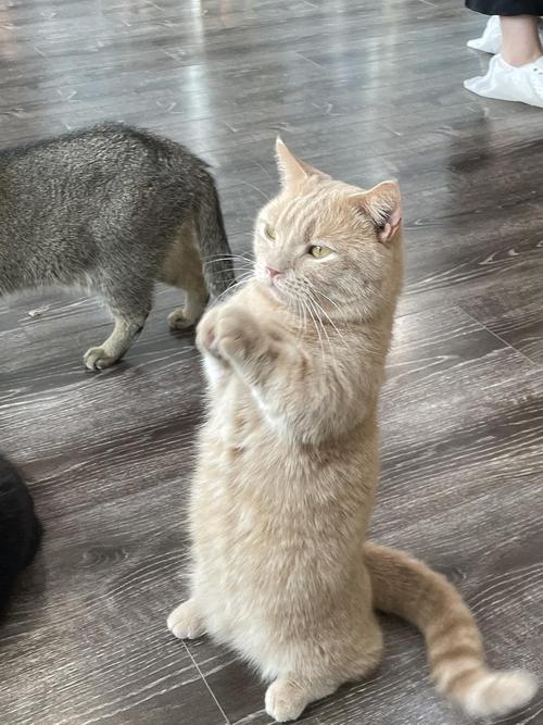 猫 训练 拜拜