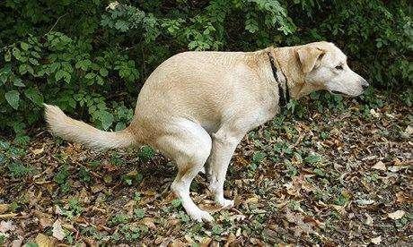 训练成犬在室外大小便