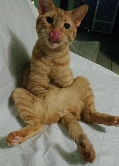 训练得像狗一样的猫