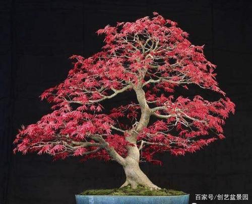 红枫的盆栽培技术