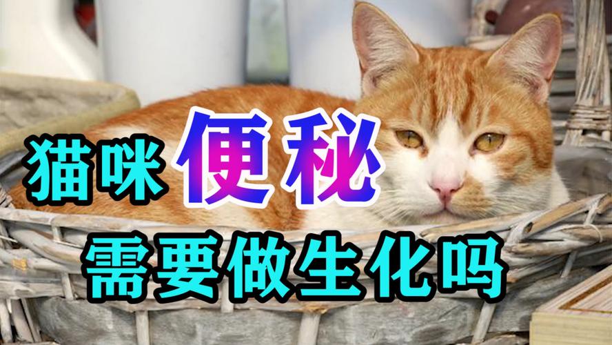 猫突然不吃东西便秘