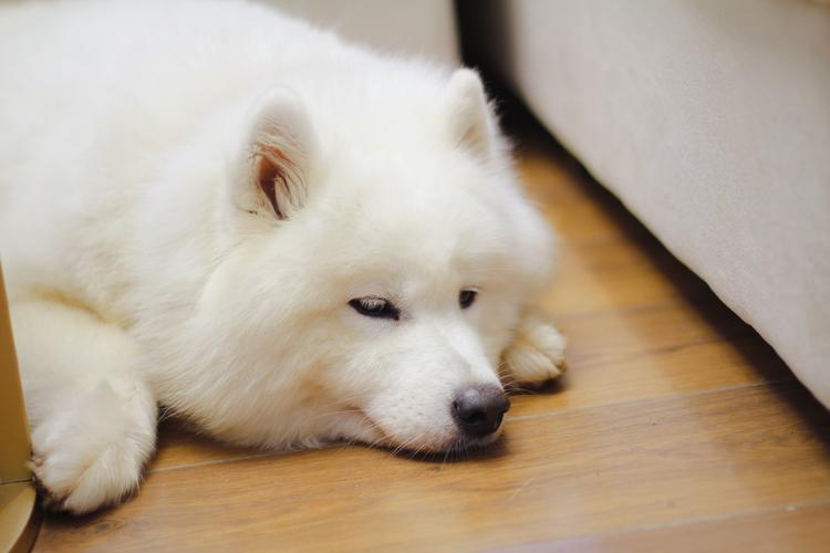 萨摩一直吐不吃东西