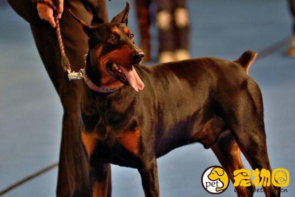 怎么训练杜宾犬扑咬