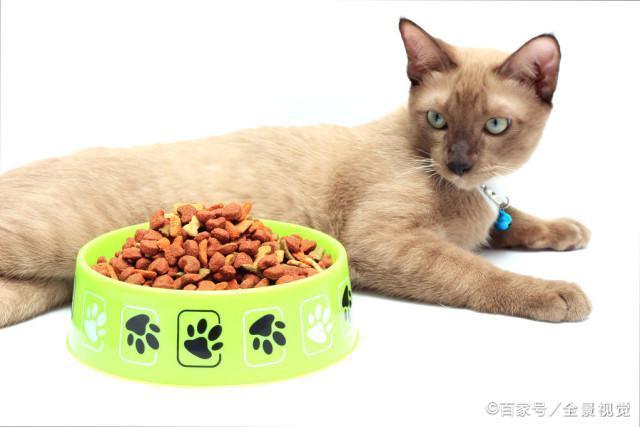 猫到新家不吃东西怎么办