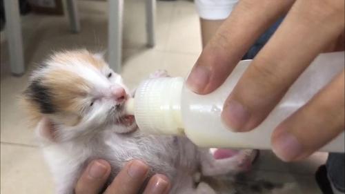 猫生了小猫要注意什么东西